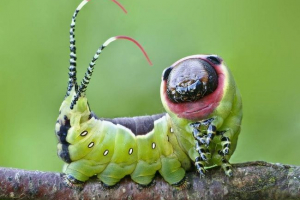 Big garpia - co to jest stworzenie? Big garpia - co to jest stworzenie?